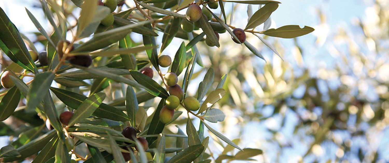 Foto d'una branque d'olivera amb olives
