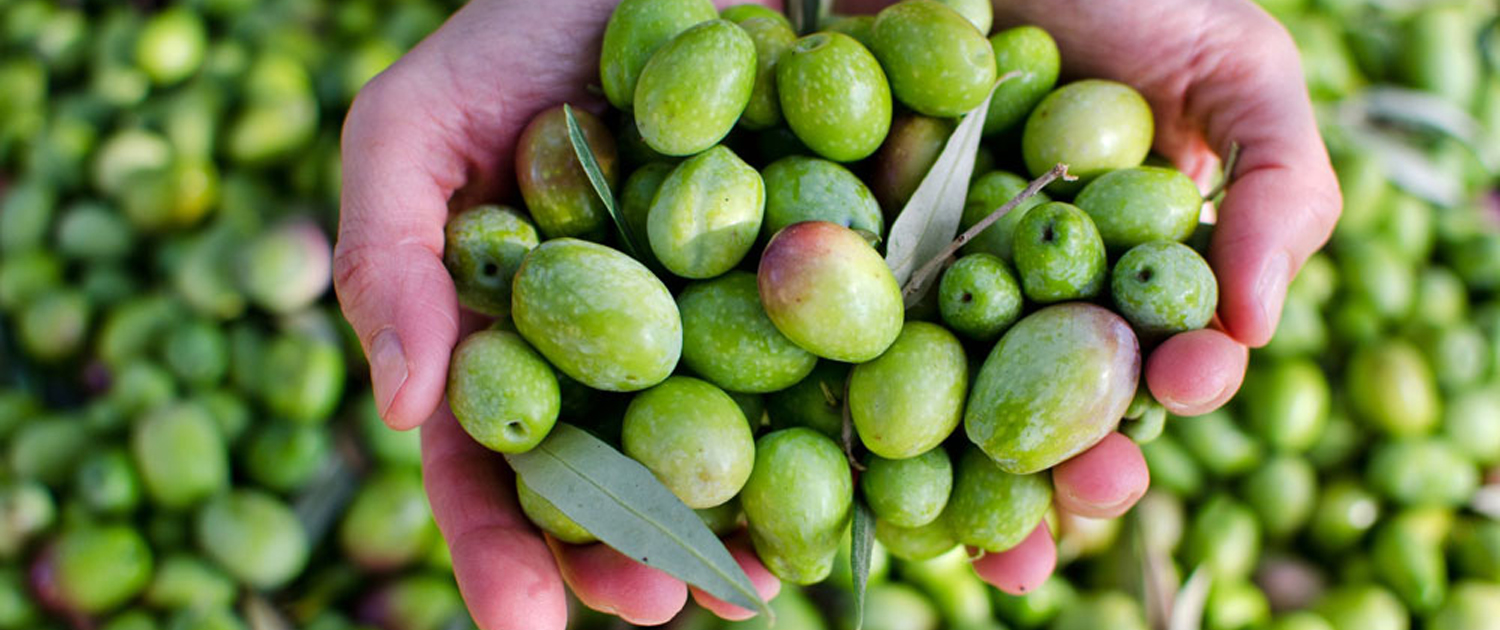 Foto de dues mans plenes d'olives