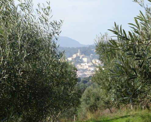 Imagen de ramas de olivos y en el fondo el pueblo de Selva