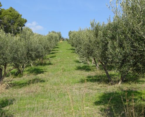 Imagen de un campo de olivos
