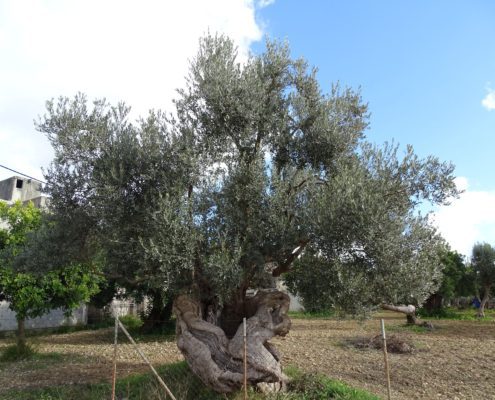 Foto de primer pla d'una olivera